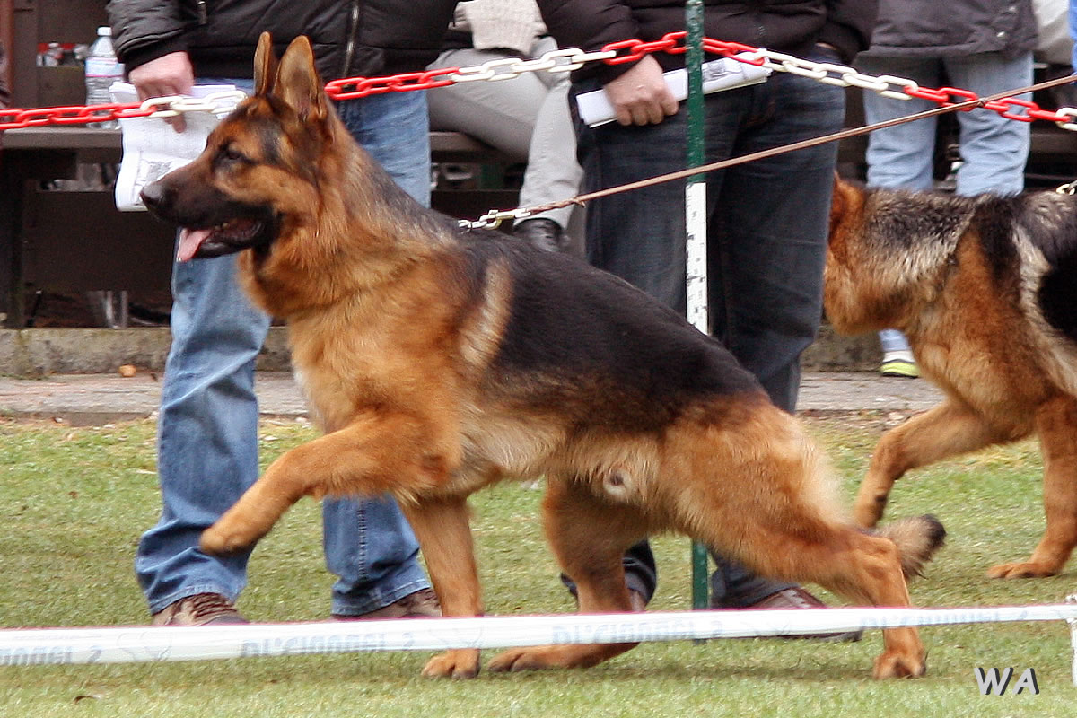 Pino